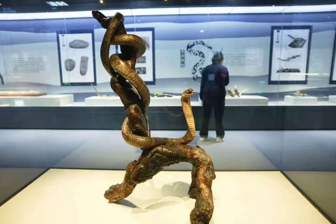 展出的眼鏡王蛇標本。新京報記者 浦峰 攝