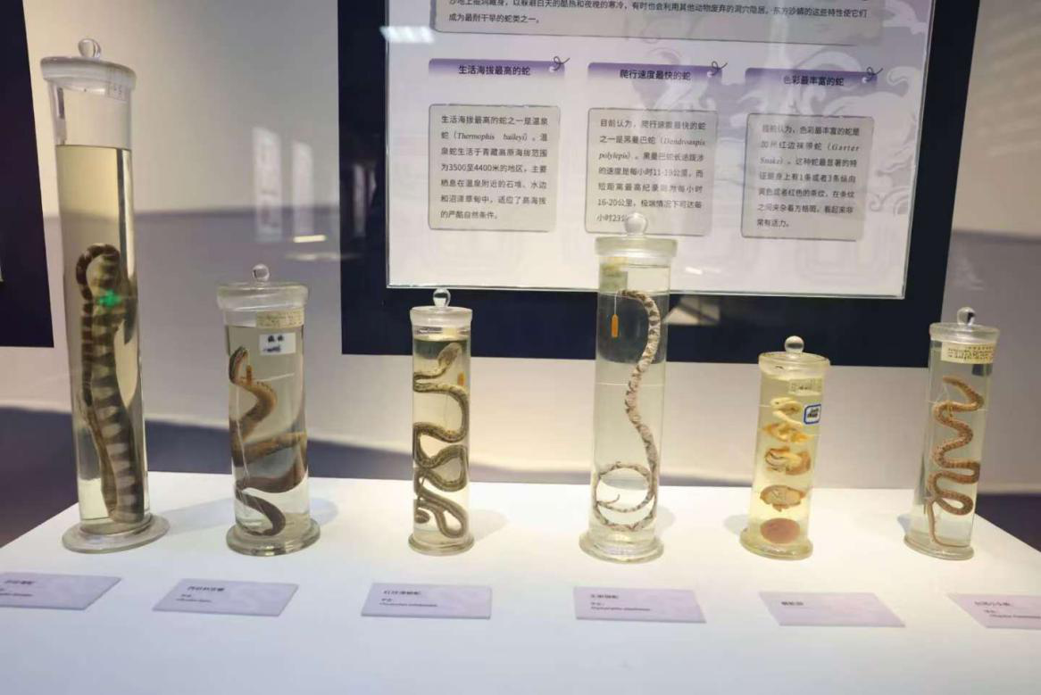 展出的各類蛇標本。新京報記者 浦峰 攝