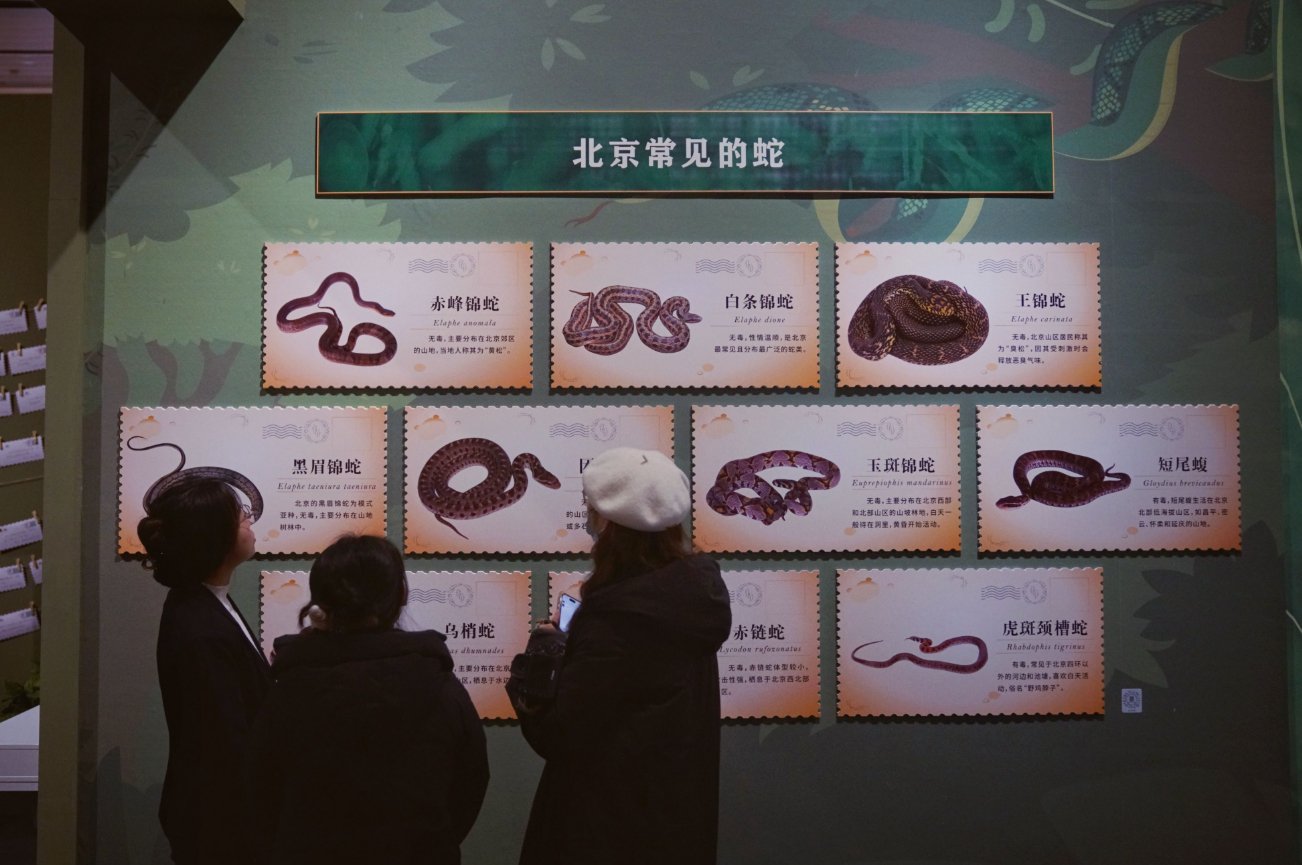 中國園林博物館「它們·巳蛇」展，觀眾參觀展覽。新京報記者 薛珺 攝