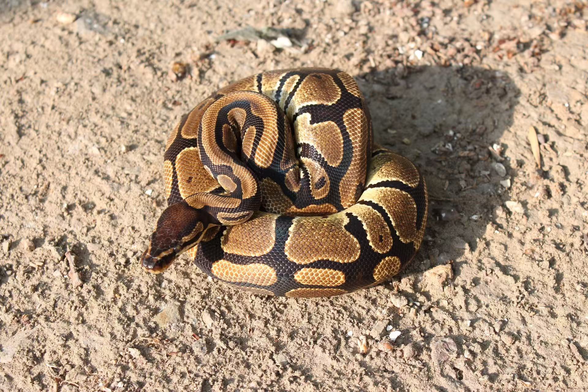 北京市園林綠化局執法處收繳的國家二級保護野生動物球蟒。北京市園林綠化局執法處供圖