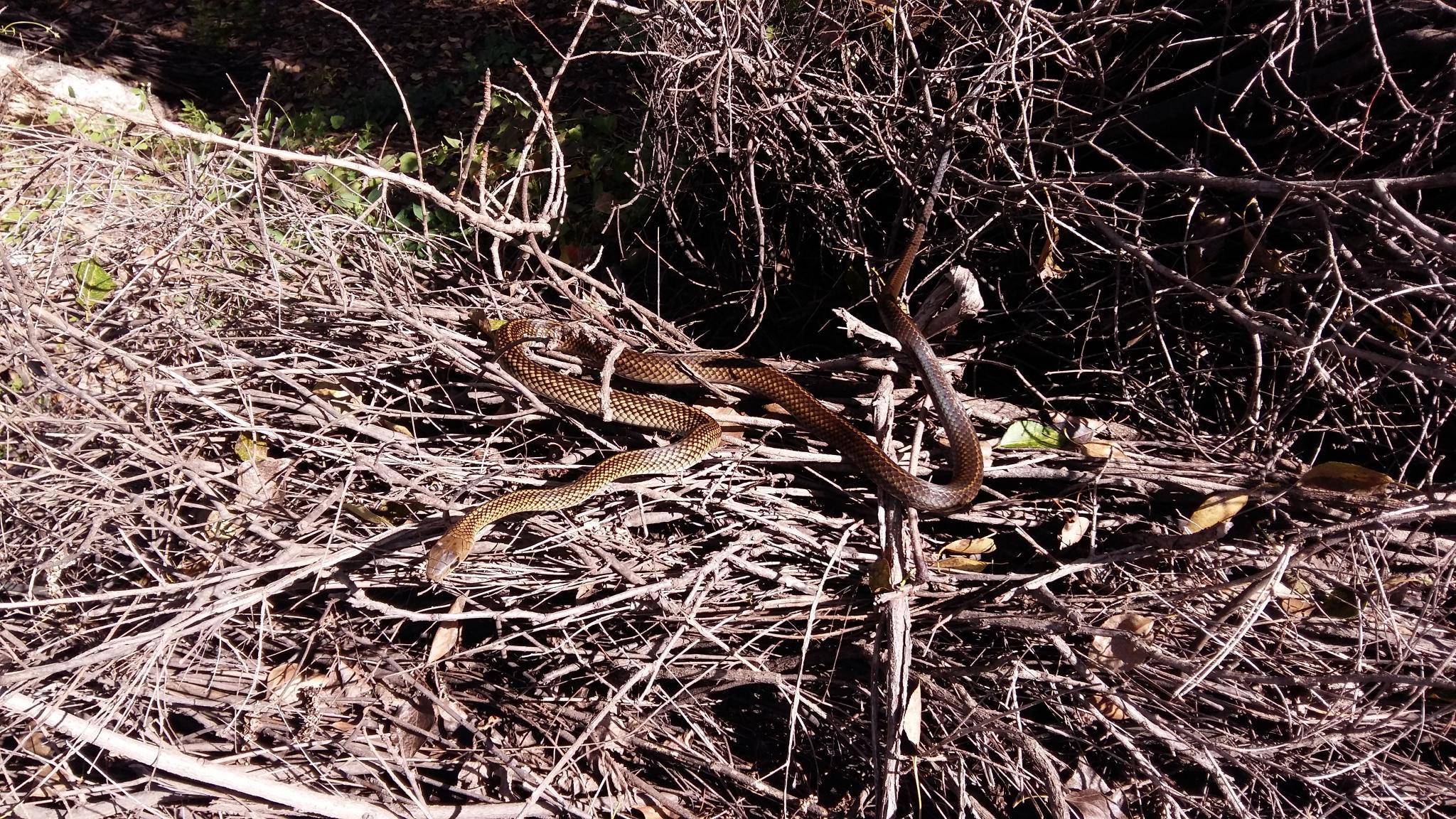 烏梢蛇。史靜聳 攝