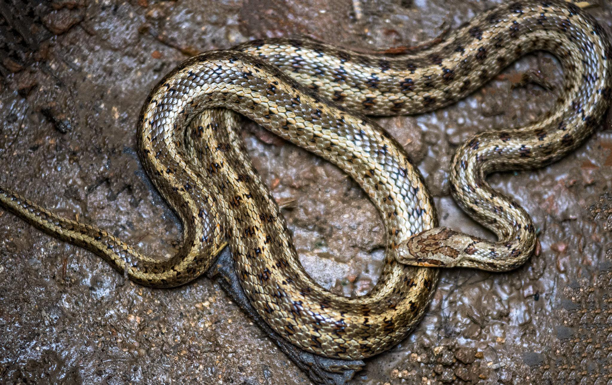 白條錦蛇。圖/視覺中國