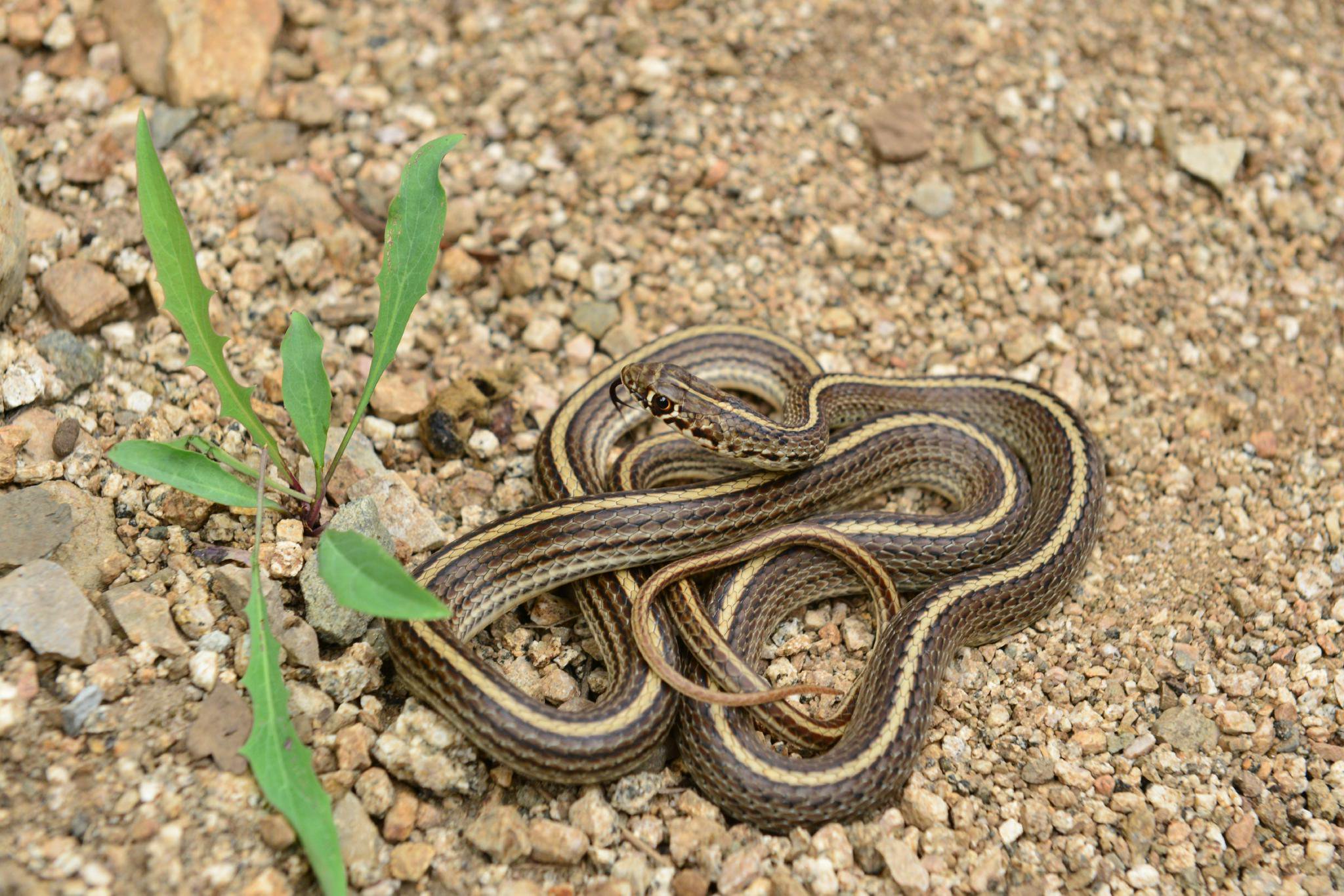 黃脊遊蛇。史靜聳 攝