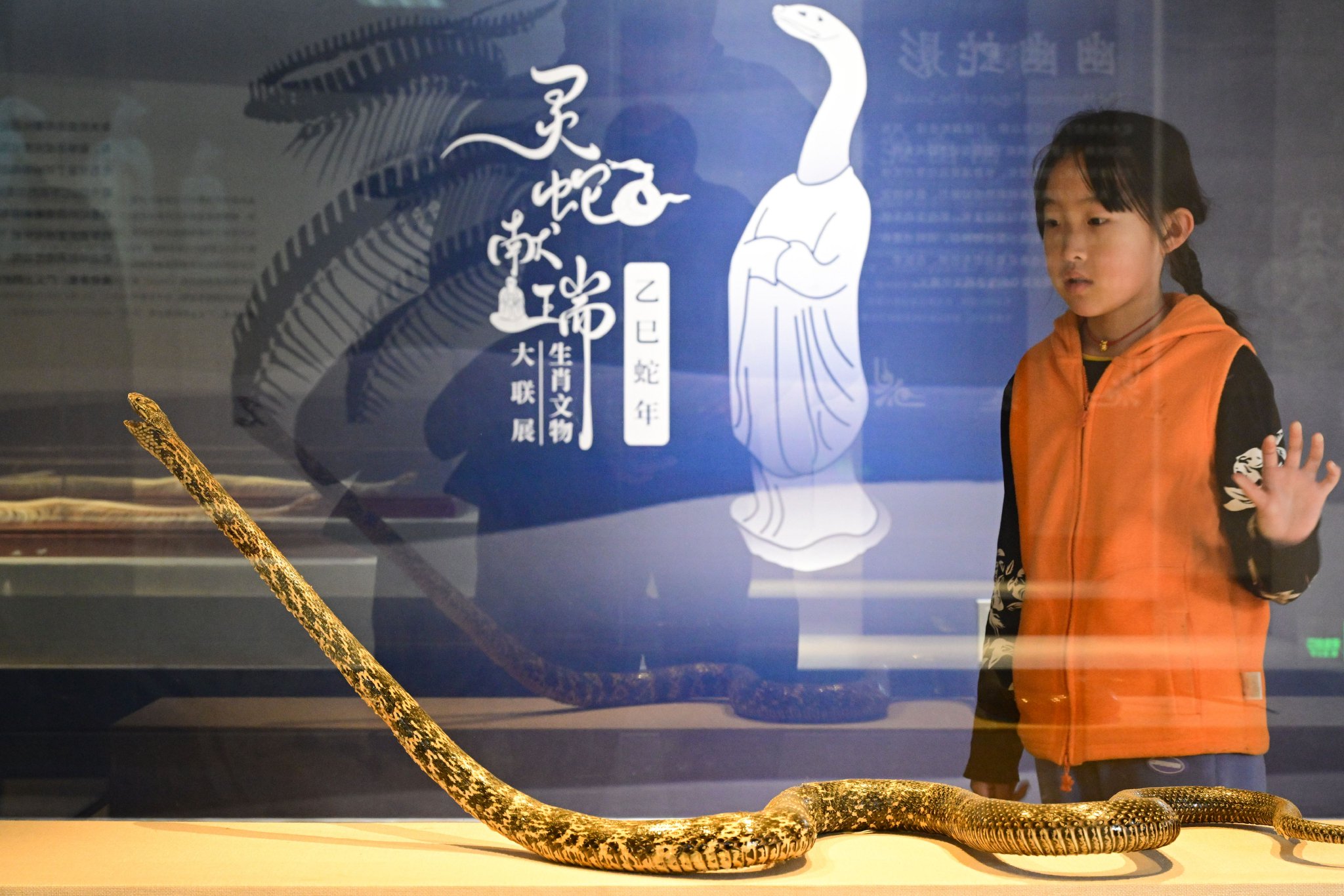 國家自然博物館展出的王錦蛇標本。圖/IC photo