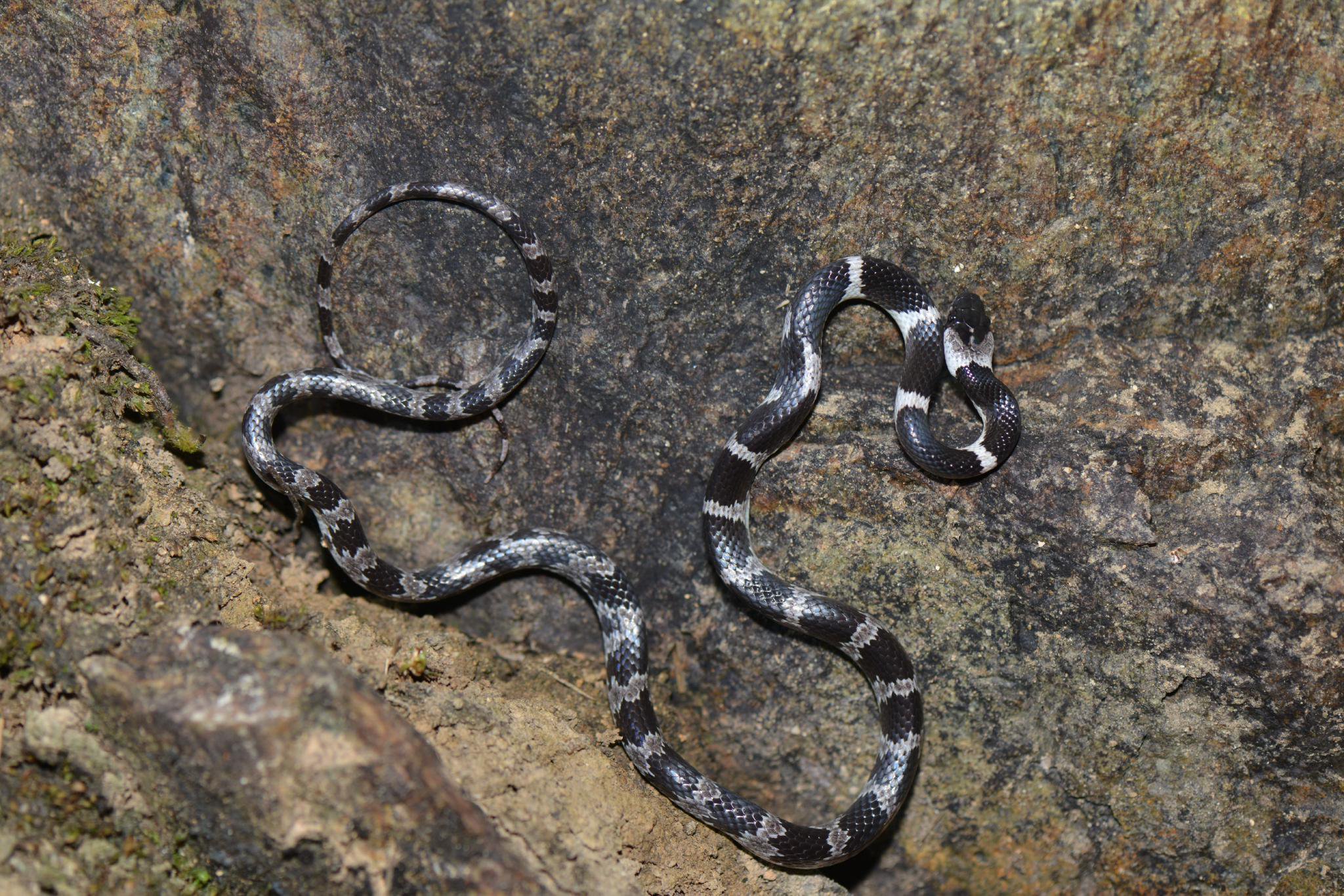 黑背白環蛇。史靜聳 攝