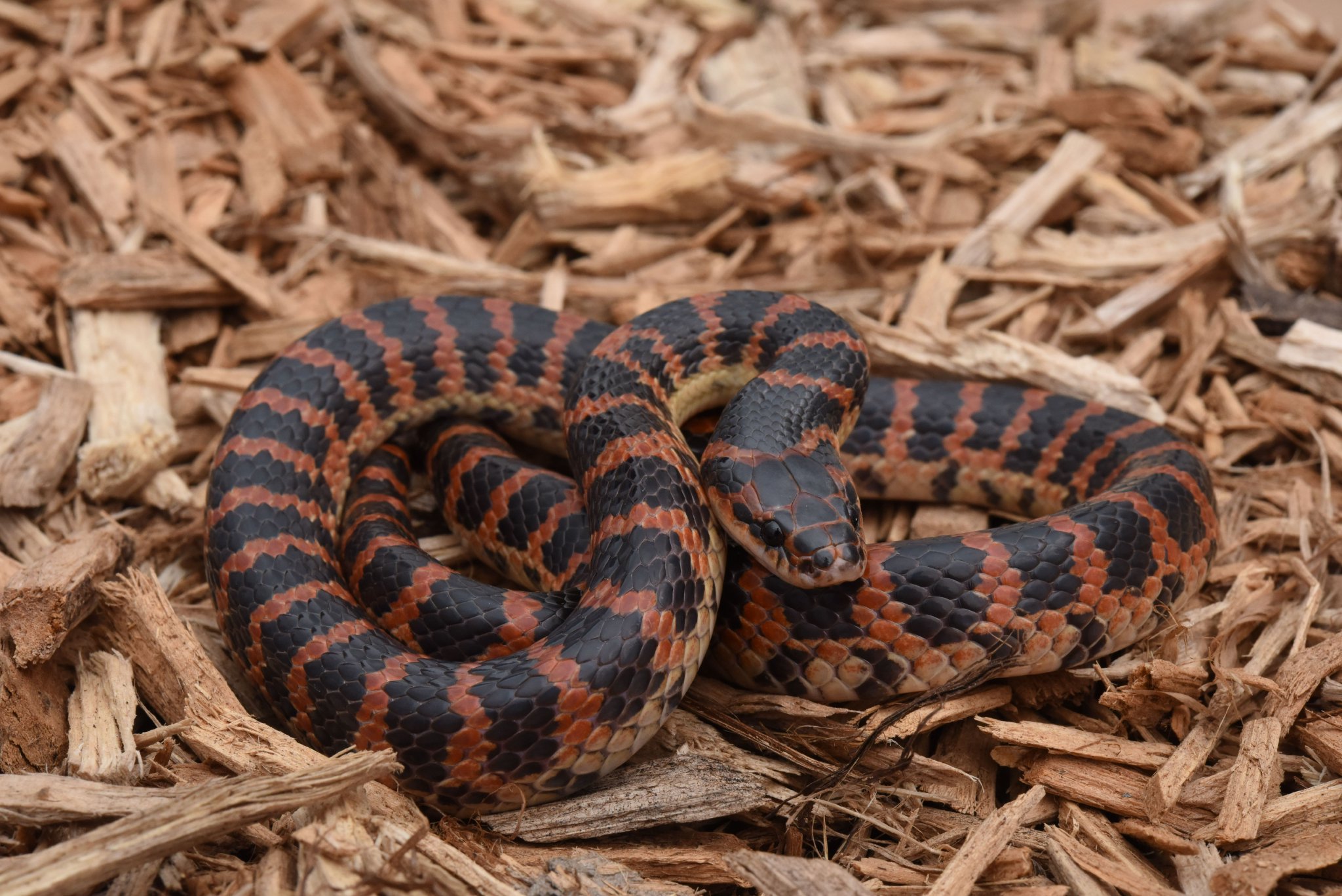 赤鏈蛇成體。張路楊 攝