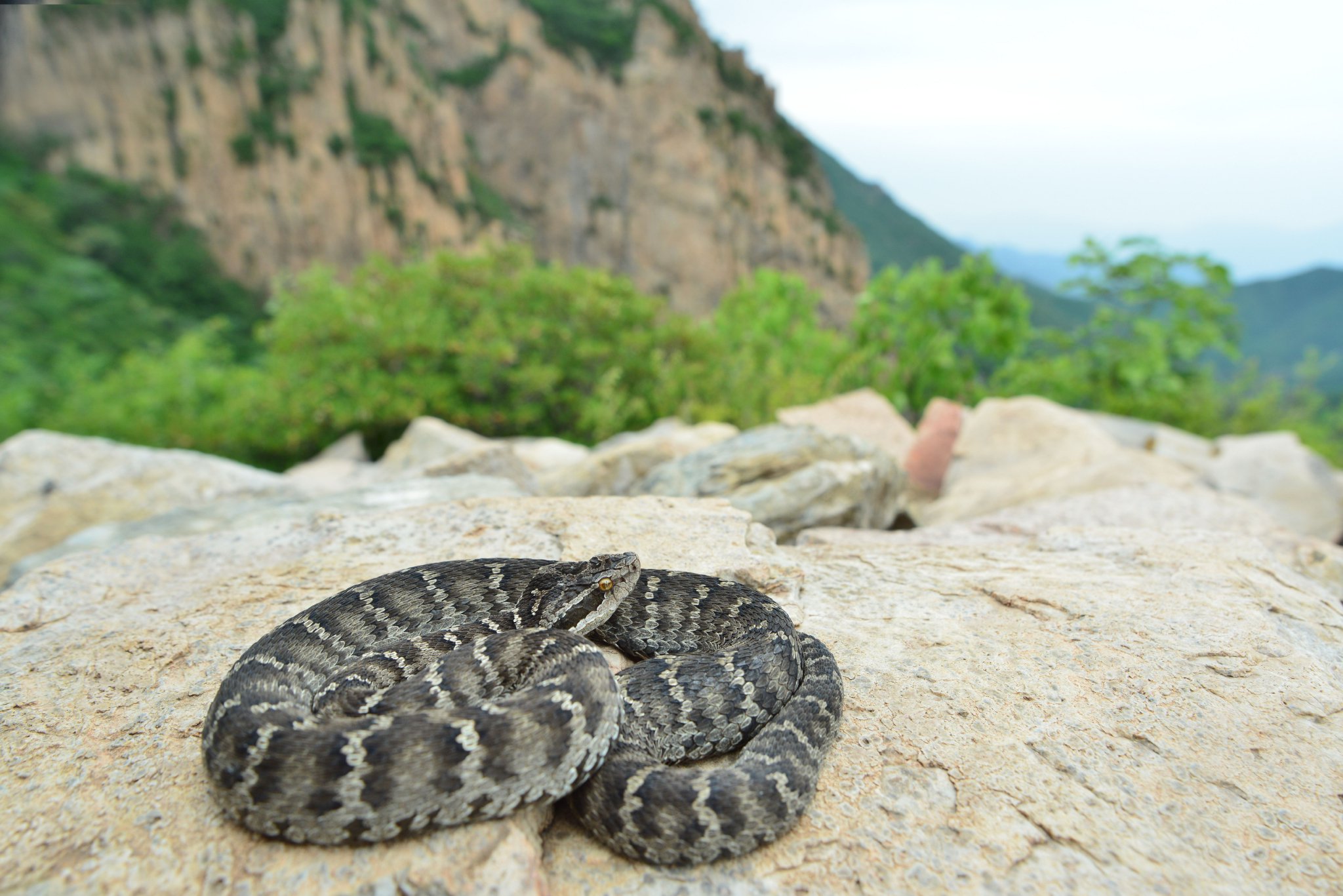 華北蝮。史靜聳攝
