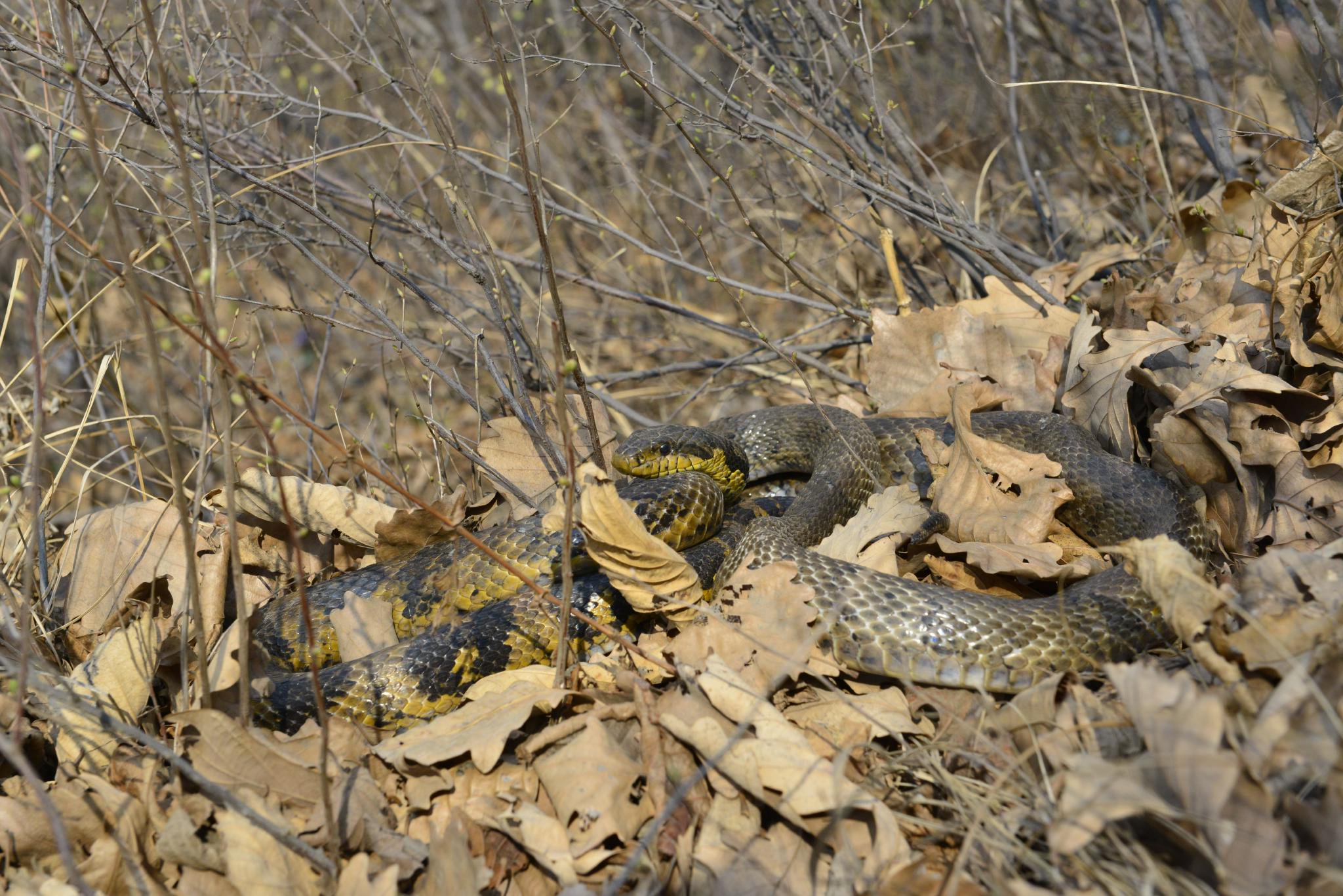 赤峰錦蛇。史靜聳 攝