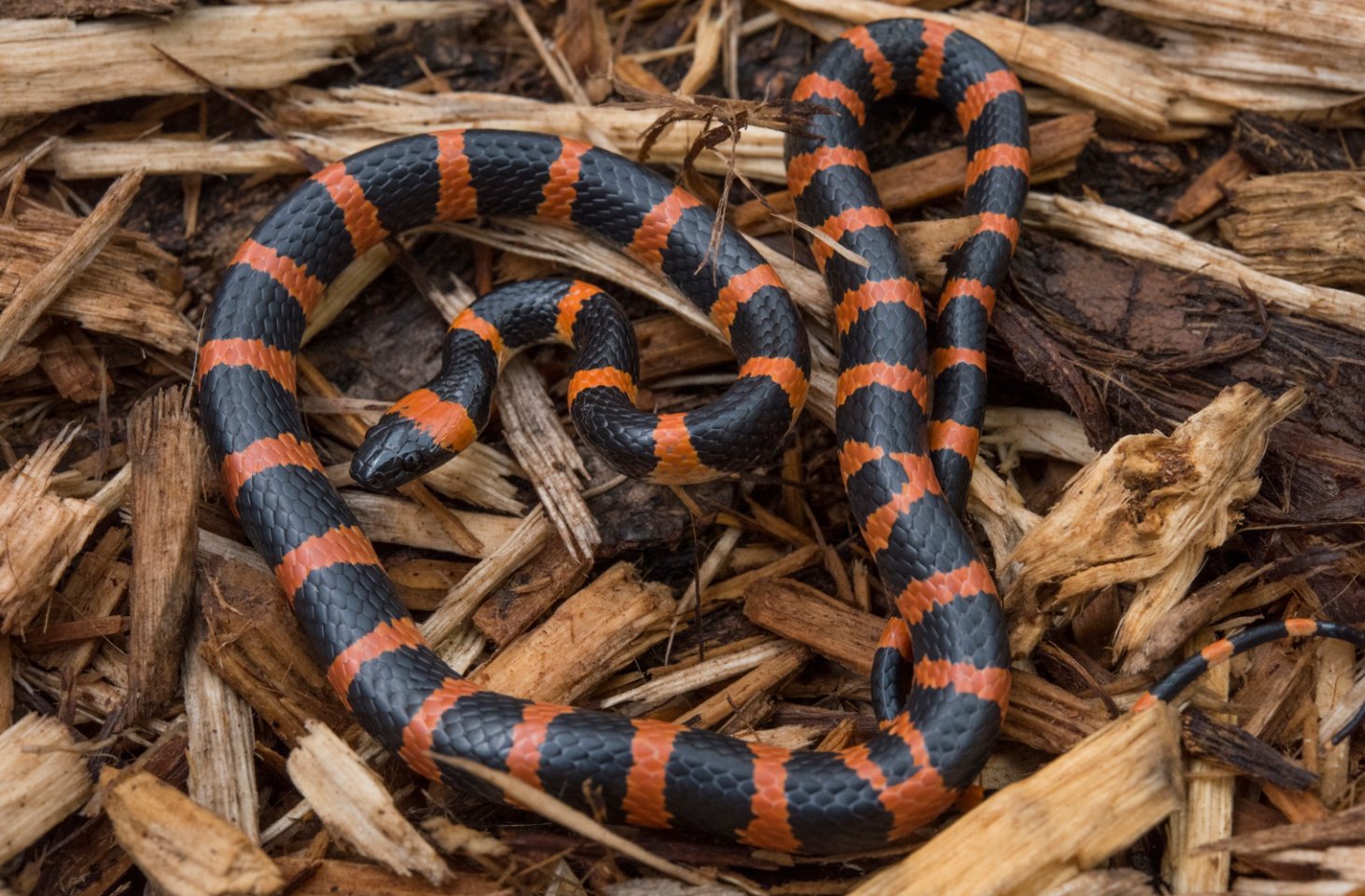 劉氏白環蛇。張路楊 攝