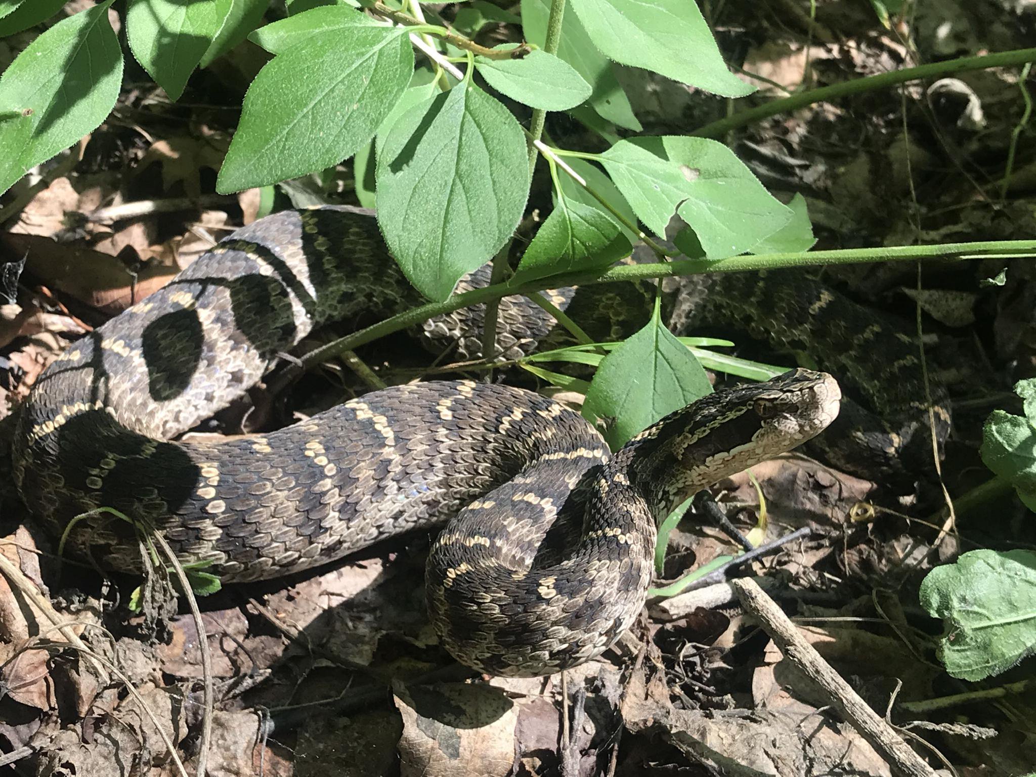 西伯利亞蝮。張路楊 攝