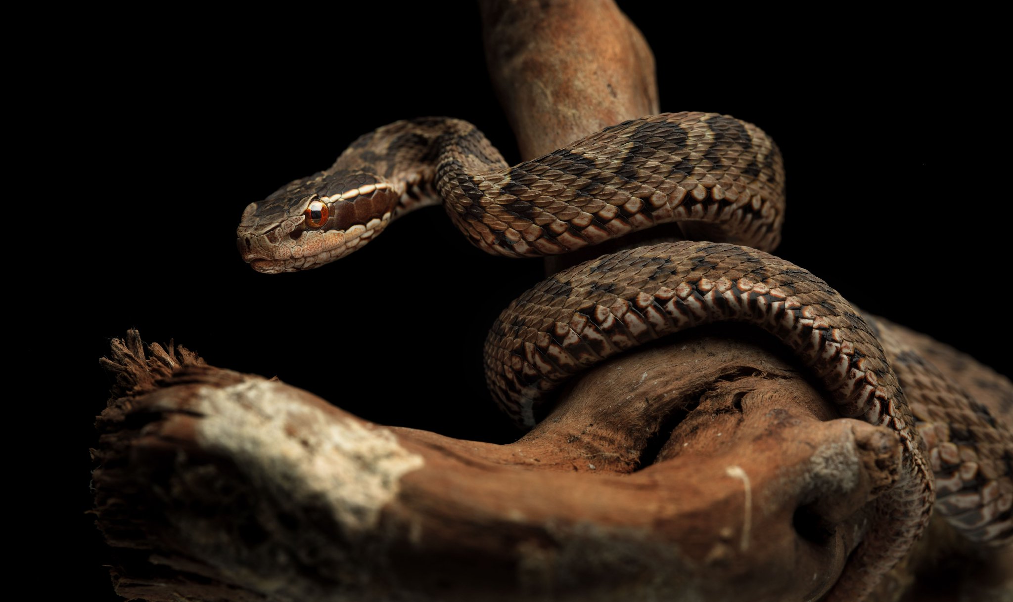 短尾蝮。圖/視覺中國