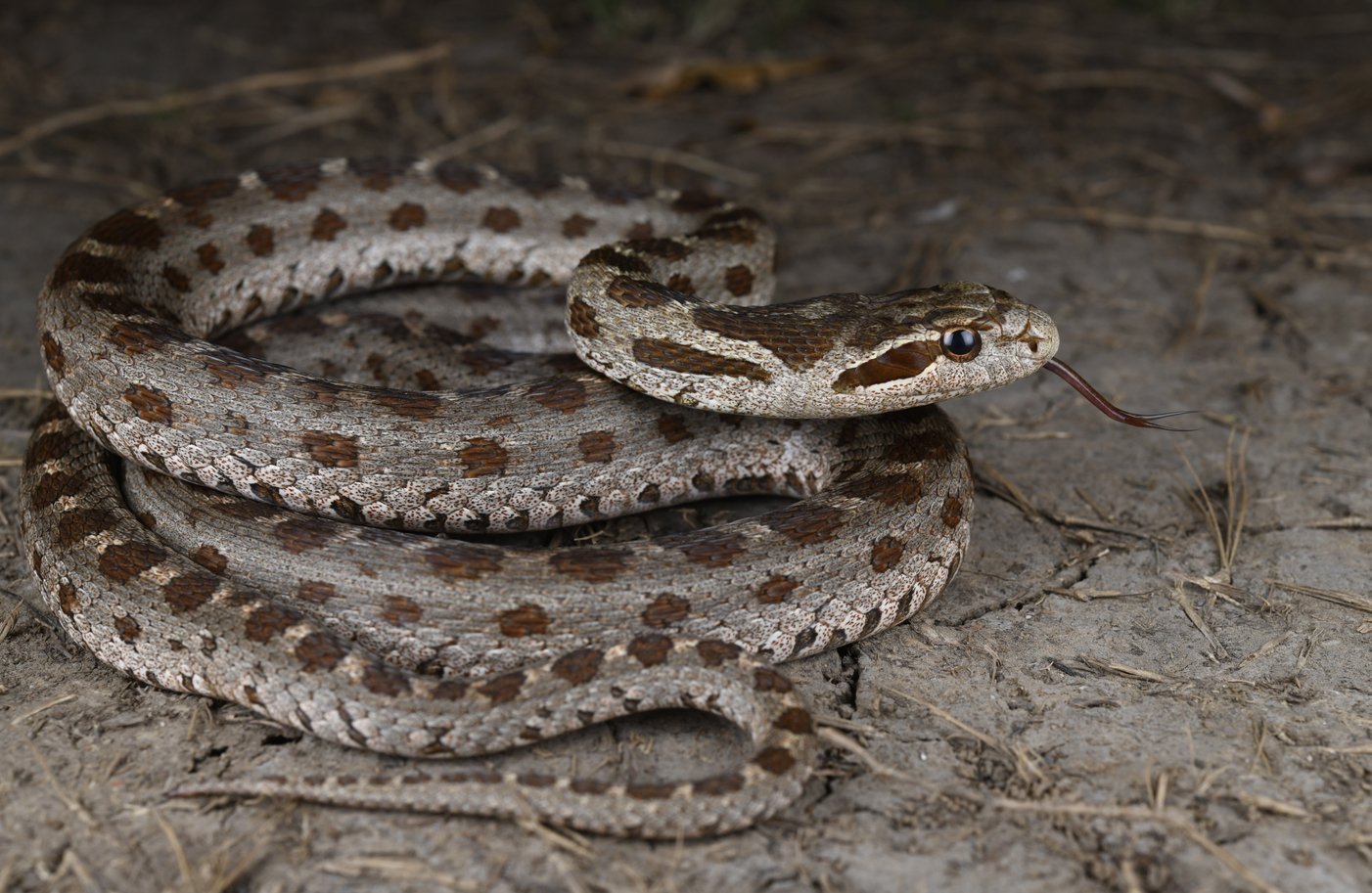 團花錦蛇。史靜聳 攝