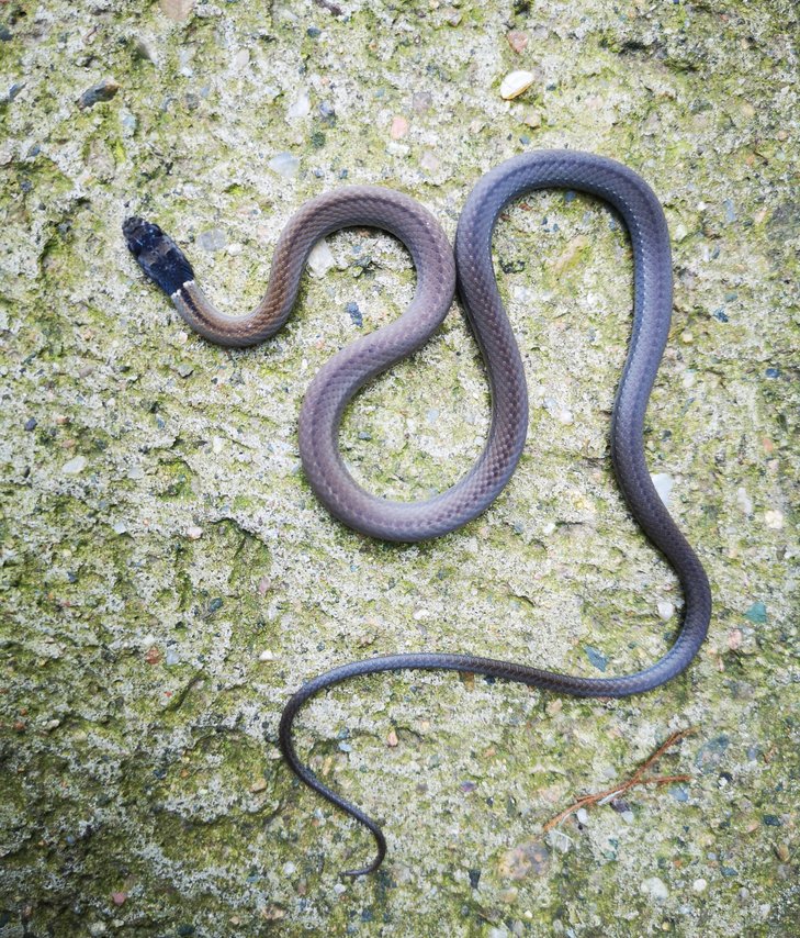 黑頭劍蛇。史靜聳 攝