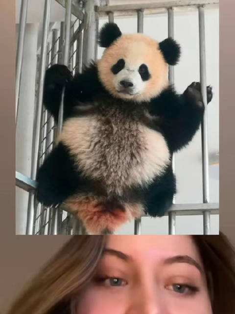 旅美熊猫宝力刚进华盛顿国家动物园两周