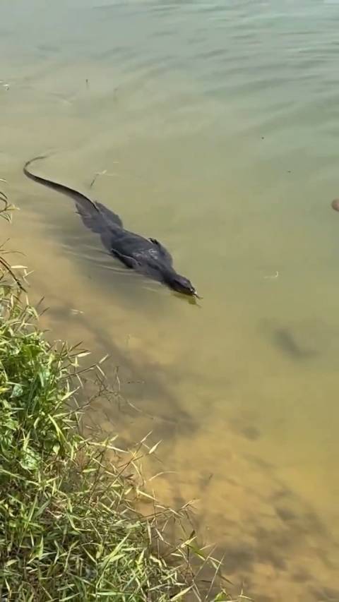 河里游来一只迷你哥斯拉