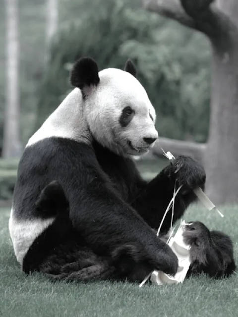 功勋大熊猫永明离世：享年32.5岁，创造了“浜家族”