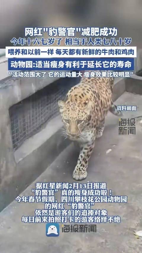 网红豹警官终于减肥成功了