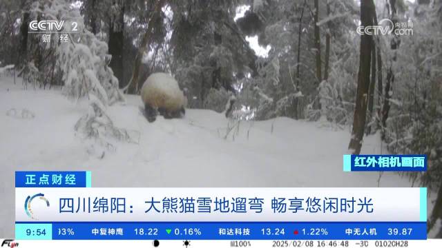 野生大熊猫走内八