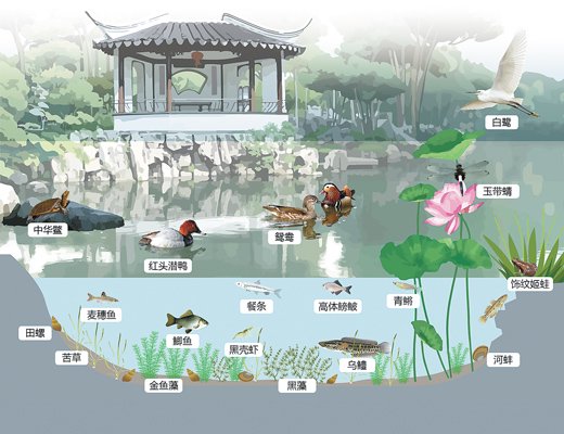 拙政园水体生态系统模式示意图。