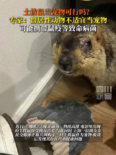 专家解读土拨鼠当宠物风险