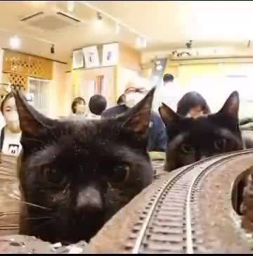 火车遭到哥斯拉袭击！