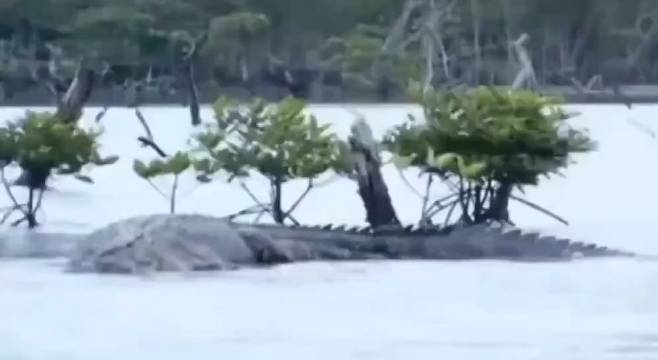 这只20英尺多高的巨型鳄鱼在印度布莱尔港被发现 确定这个不是一个哥斯拉？