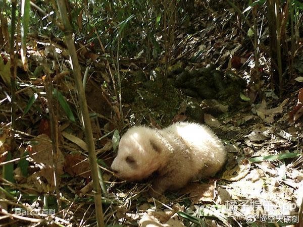 韬光养晦没有毛病，关键是现在藏不住了，不装了，我就是功夫熊猫