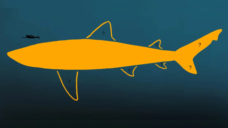 古生物学家新发现：巨齿鲨或比预想更长更纤细