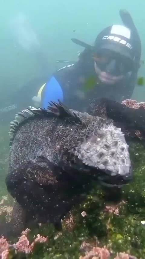 一心吃草的哥斯拉