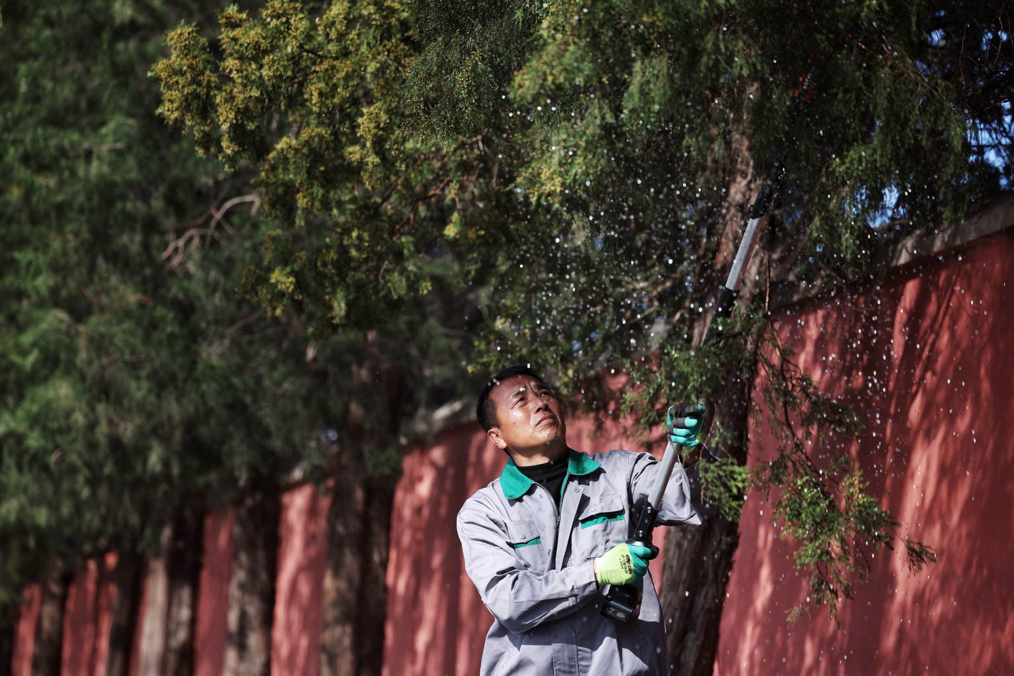3月19日,紅領巾公園,工作人員給路側的檜柏修剪花枝,以減少花粉飄散量。新京報記者 薛珺 攝