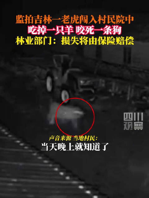 吉林一村闯入老虎