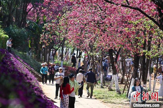 3月26日,云南省昆明市圆通山的樱花盛放,吸引游客、市民前来观赏“圆通花潮”盛景。图为游客踏青赏花。中新社记者 李嘉娴 摄