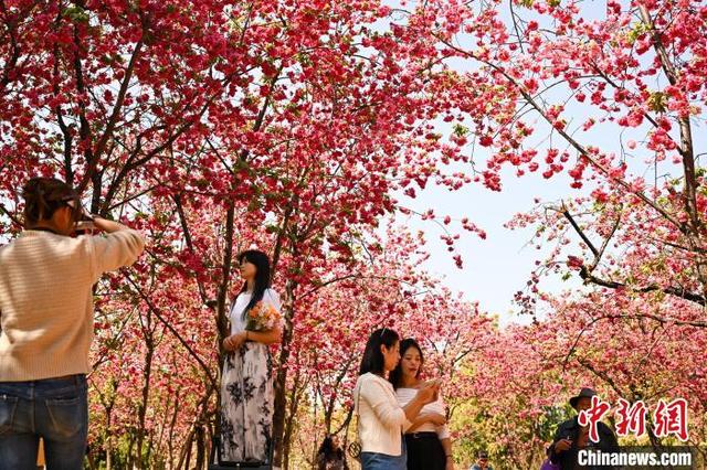 3月26日,云南省昆明市圆通山的樱花盛放,吸引游客、市民前来观赏“圆通花潮”盛景。图为市民踏青赏花。中新社记者 李嘉娴 摄