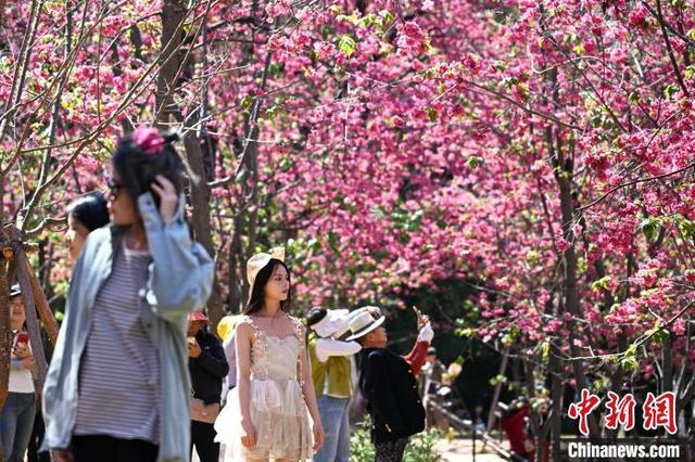 3月26日,云南省昆明市圆通山的樱花盛放,吸引游客、市民前来观赏“圆通花潮”盛景。图为游客踏青赏花。中新社记者 李嘉娴 摄