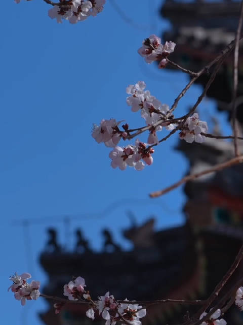 最美人间三月天，春风含笑柳如烟