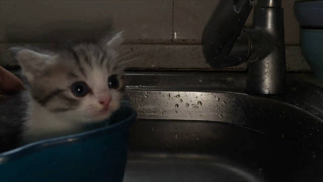 “起航啦，加勒咪海盗”