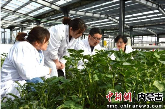 图为科研人员在马铃薯试验田观察生长情况。张蜀雁摄