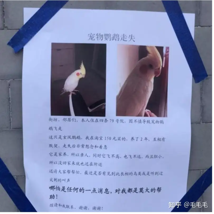 电影的起点，是这份寻鸟启事