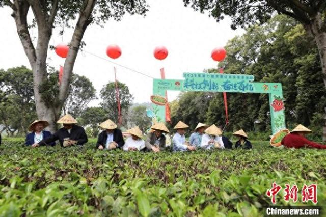 2025年第七届英德红茶头采季活动现场。 徐英豪 摄