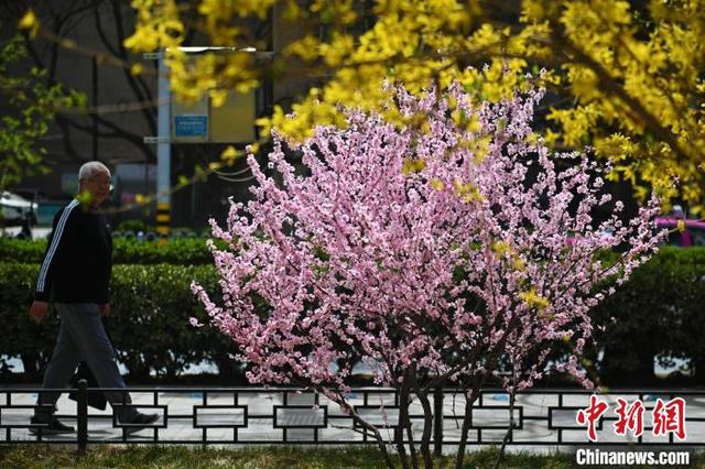 4月8日,甘肃省兰州市黄河两岸迎春花、玉兰花、榆叶梅、樱花等多种花卉相继绽放,吸引游人赏花。中新社记者 李亚龙 摄