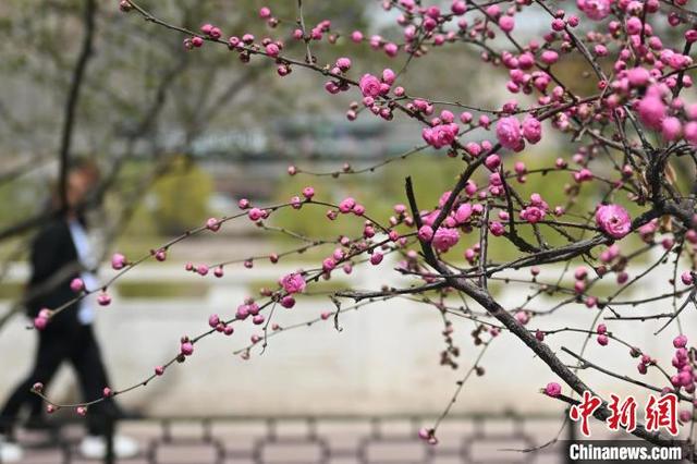 4月8日,甘肃省兰州市黄河两岸迎春花、玉兰花、榆叶梅、樱花等多种花卉相继绽放,吸引游人赏花。中新社记者 李亚龙 摄