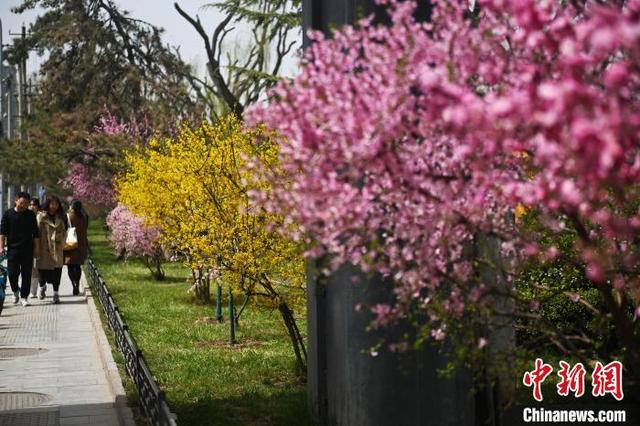 4月8日,甘肃省兰州市黄河两岸迎春花、玉兰花、榆叶梅、樱花等多种花卉相继绽放,吸引游人赏花拍照。中新社记者 李亚龙 摄