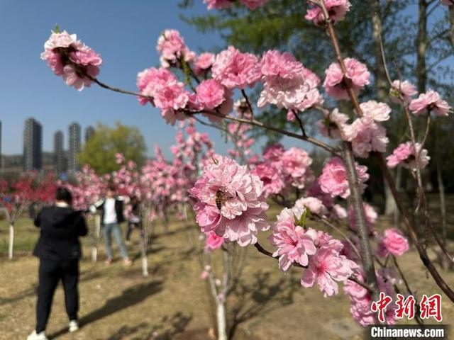 桃河两岸桃花盛开。刘小红摄