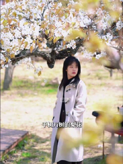 浪漫背后的青岛故事：登瀛梨雪