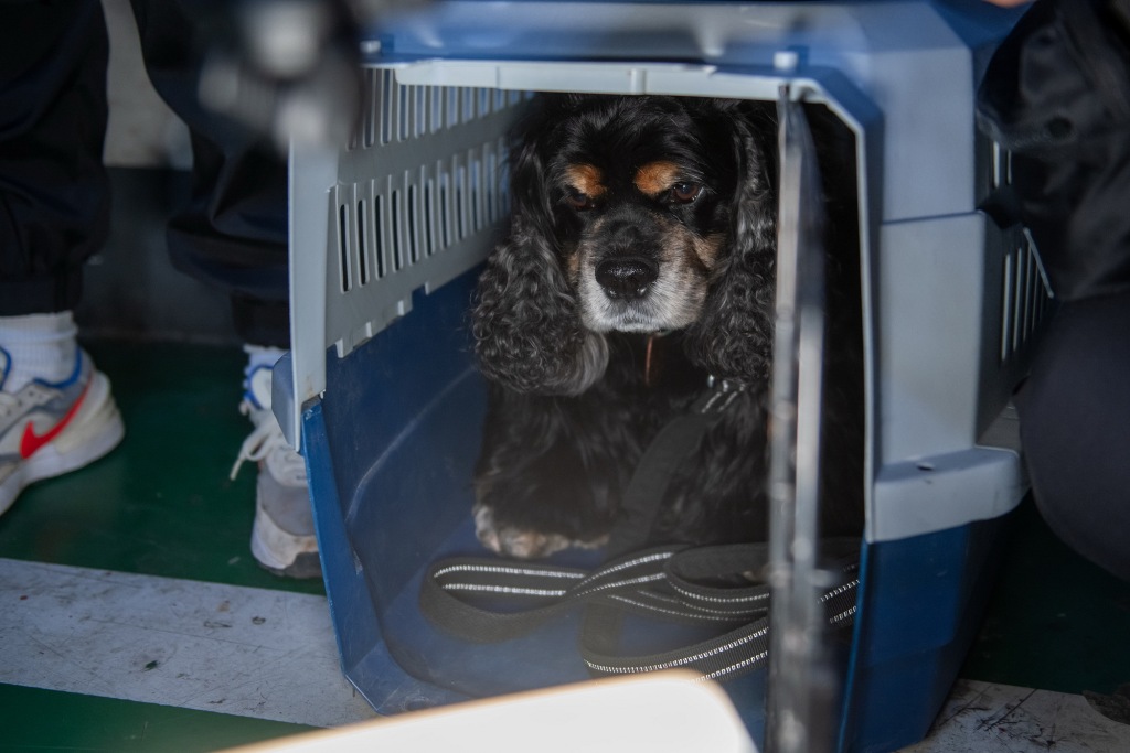 4月10日,北京,一只可卡犬在“候车”。视觉中国 图