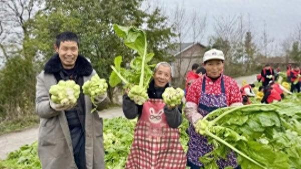 青菜头丰收。涪陵区融媒体中心供图
