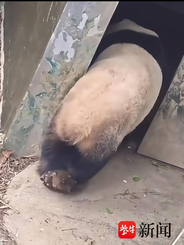 网传视频截图 大熊猫“九九”拖着右后腿跛行