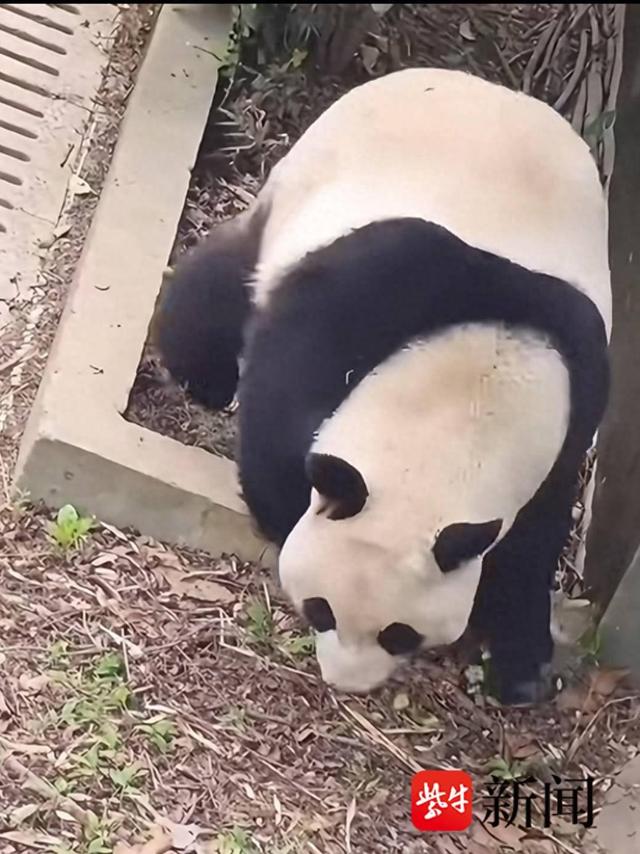 网传视频截图 大熊猫“九九”拖着右后腿跛行