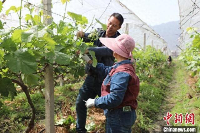 彭才庆在塔峰镇高阳村葡萄种植基地讲解葡萄定枝经验和绑枝方法。刘文斌 摄