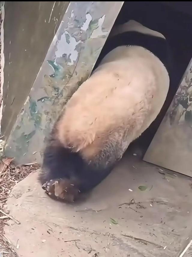 网友视频截图